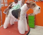 2 bei Cuccioli fox Terrier pelo Ruvido in Vendita - Foto n. 3