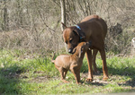 Cuccioli Rhodesian Ridgeback - Foto n. 1