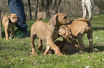 Cuccioli Rhodesian Ridgeback - Foto n. 2