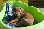 Cuccioli Rhodesian Ridgeback - Foto n. 3