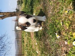 Cucciolo jack Russell - Foto n. 1