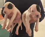 Vendo Cuccioli dogo Argentino