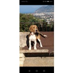 Accoppiamento Maschio Razza Beagle - Foto n. 2