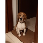 Accoppiamento Maschio Razza Beagle - Foto n. 3
