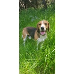 Accoppiamento Maschio Razza Beagle - Foto n. 4