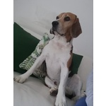 Accoppiamento Maschio Razza Beagle - Foto n. 1