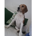 🐶 Beagle maschio di 8 anni e 11 mesi in accoppiamento a Palermo (PA) da privato