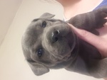 Staffordshire bull Terrier Blu