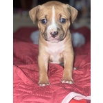 Cuccioli Pitbull