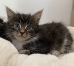 Cuccioli Maine Coon