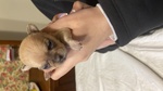 Vendo Cuccioli di Chihuahua - Foto n. 5