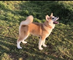 Cucciola di Akita inu con Pedigree - Foto n. 3