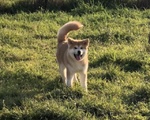 Cucciola di Akita inu con Pedigree - Foto n. 4