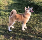 Cucciola di Akita inu con Pedigree - Foto n. 5