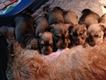 Cuccioli Bassotto Tedesco a pelo duro Taglia nana /kaninchen - Foto n. 1