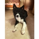 🐶 Border Collie maschio in adozione a Savona (SV) e in tutta Italia da privato