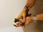 Cuccioli di Boxer