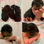 Cavalier King Charles Spaniel Black&Tan