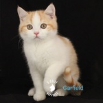 British Shorthair Maschio