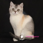 British Shorthair Femmina