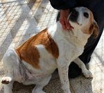 Gaia, Dolcissima Beagle...non più Giovane ma Spera Ancora in Un'adozione..