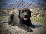 Splendidi Cucciolo Borador da Labrador e Border Collie! - Foto n. 5