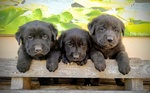 Splendidi Cucciolo Borador da Labrador e Border Collie!