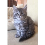 Due Splendide Cucciole di Maine Coon - Foto n. 1