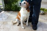 Gaia, Dolcissima Beagle...non più Giovane ma Spera Ancora in Un'adozione.. - Foto n. 2