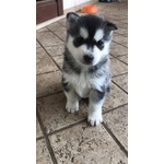 Cuccioli Siberian Husky