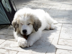 Cuccioli di cane da Montagna dei Pirenei - Foto n. 1