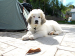 Cuccioli di cane da Montagna dei Pirenei - Foto n. 3