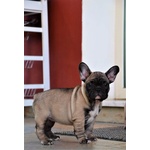 Cucciolo Bulldog Francese