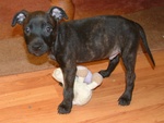 Cuccioli di American Staffordshire Terrier - Foto n. 2