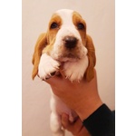 Cucciolo di Bassethound