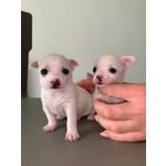 Cuccioli Chihuahua Nani - Foto n. 5