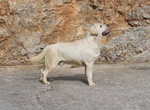 🐶 Labrador di 8 mesi in vendita a Bagheria (PA) da privato