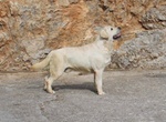 Cuccioli di Labrador Retriever