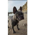 Bulldog Francese Maschio per Accoppiamento - Foto n. 4