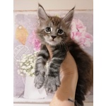 Cuccioli Maine Coon