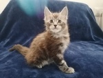 Cuccioli Maine Coon - Foto n. 3