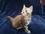 Cuccioli Maine Coon - Foto n. 4