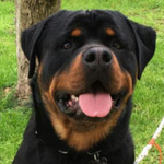 Accoppiamento Rottweiler - Foto n. 2