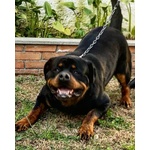 Accoppiamento Rottweiler - Foto n. 3