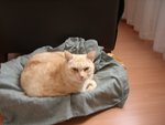 🐱 Europeo maschio di 19 anni e 11 mesi in adozione a Marostica (VI) da privato