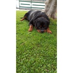 Accoppiamento Rottweiler - Foto n. 4