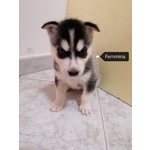 🐶 Husky di 1 anno e 2 mesi in vendita a Palermo (PA) e in tutta Italia da privato