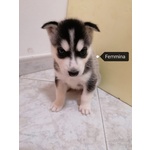 Siberian Husky