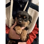 🐶 Rottweiler femmina di 10 mesi in vendita a Grosseto (GR) da privato