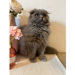 🐱 Scottish Fold di 2 anni e 2 mesi in vendita a Venezia (VE) da privato